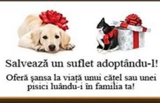 Adoptă un căţelus sau o pisicuţă şi salvezi un suflet! 