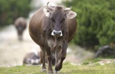 Bărbat de 75 de ani, cercetat de poliţişti pentru furtul unei vaci