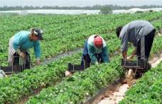 200 locuri de muncă în agricultură prin rețeaua EURES
