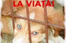 Vino să creăm prima asociație de protecție a animalelor din Dorohoi!