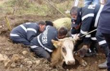 Misiune dificilă : Bovină căzută într-o groapă, salvată de pompieri
