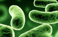 Spălatul fructelor şi legumelor nu este o garanţie împotriva bacteriilor agresive