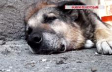Rex, câinele care a păzit 13 ani sediul ISU Botoșani, operat cu ajutorul pompierilor