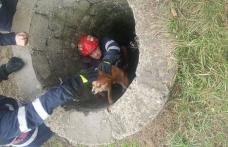 Pompierii dorohoieni din nou eroi pentru necuvântătoare: Câine salvat dintr-un canal - FOTO