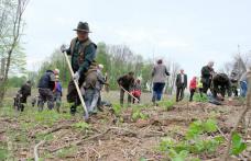 Luna curățeniei marcată cu o acțiune de plantare puieți, cu 50 de funcționari din administrația botoșăneană - FOTO