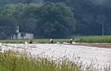 Român mort în Germania, după ce mai bine de o oră a cerut şefilor nemţi să cheme ambulanţa