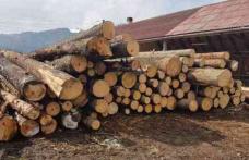 Firmă din Havîrna, prinsă cu ocaua mică la transportul de lemne! A fost amendată drastic și lemnul i-a fost confiscat