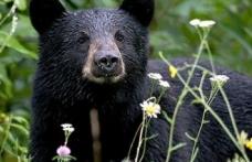 O femeie a lovit un urs în nas, după ce a încercat să îi fure câinele