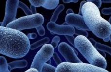 O bacterie distruge cancerul fără operaţie
