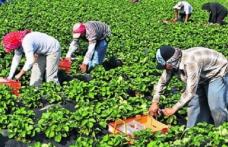 Locuri de muncă sezonieră în agricultură - Spania - Campania 2019