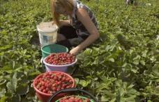 Locuri de muncă sezonieră în agricultură - Spania - Campania 2019