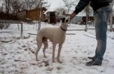 Culmea hoției! A furat câinii din curtea omului…