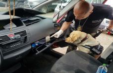 Canabis descoperit de câinele polițist Sheba la Punctul Vamal Rădăuţi Prut