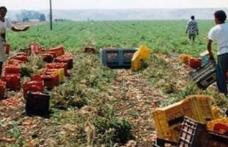 A muncit până la epuizare! Bărbat din Dorohoi MORT în Italia, în timp ce recolta roșii