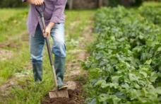 E trădare națională! Guvernul Orban, călăul agriculturii românești, pune la pământ fermierii români și lasă populația fără hrană! PNL a dat verde la p