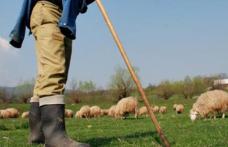 Soți botoșăneni ajunși la spital după ce au fost luați la bătaie pe un câmp de trei ciobani