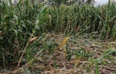 Mistreții distrug munca agricultorilor botoșăneni și nimeni nu ia măsuri pentru a stopa acest lucru! - FOTO
