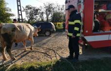 Bovină căzută într-un cămin de apă, salvată de pompieri - FOTO