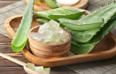 Beneficiile plantei aloe vera: bună de pus pe rană