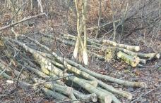 Dosare penale pentru doi bărbați care tăiau ilegal arbori pe raza Ocolului Silvic Dorohoi