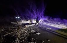 Mai mulți copaci și stâlpi doborâți de vânt pe drumurile din județul Botoșani