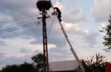 Doi pui de barză salvați de pompierii din Ștefănești