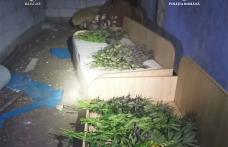 Tânăr reținut pentru cultivare de droguri - FOTO