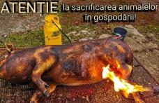 Recomandări la sacrificarea animalelor și afumarea preparatelor din carne