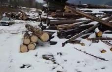 Acțiune a polițiștilor privind tăierile ilegale și comerțului ilicit de material lemnos
