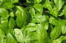 Planta minune care scade colesterolul