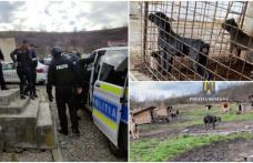 Percheziții efectuate de polițiștii biroului pentru protecția animalelor. Acuzații de mutilare a patrupedelor