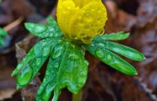 Vine primăvara în România! Prognoza meteo 13 martie - 10 aprilie