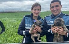 Sancțiuni de 20.000 de lei aplicate de Biroul pentru Protecția Animalelor