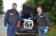 Trei cățeluși care au fost aruncați la ghenă, salvați de polițiști - FOTO