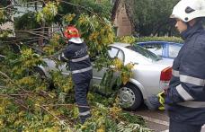 Copac doborât de vânt peste un autoturism în municipiul Botoșani