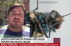Alertă sanitară în Spania. Tot mai mulți oameni ajung la spital din cauza rănilor provocate de înțepătura de muscă neagră