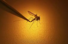Crește numărul de oameni infectați cu virusul West Nile. Din cele șapte cazuri confirmate, trei oameni au murit