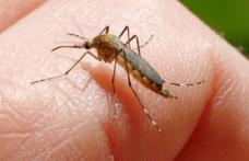 Crește numărul de infecții cu virusul West Nile. Două cazuri confirmate la Botoșani