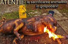 Sfaturi de la pompierii botoșăneni pentru prevenirea evenimentelor neplăcute pe timpul sacrificării porcilor