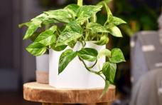 Planta care curăță aerul poluat din casă