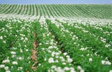 Ministerul Agriculturii a anunțat o nouă schemă de ajutor, în valoare de 200 de euro pe hectar, pentru producția de cartofi