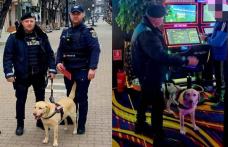 Acțiune a Biroului de Siguranță Școlară cu sprijinul unui echipaj canin a Poliției de Frontieră