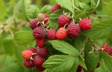 Fructul care reduce reproducerea celulelor canceroase