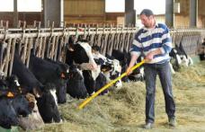 Fermierii vor beneficia de un ajutor pentru achiziționarea animalelor de reproducție