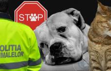 29 de amenzi aplicate în primele 6 luni ale anului, de polițiștii din cadrul biroului pentru protecția animalelor 