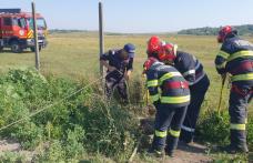 Taur rămas captiv într-o fântână salvat de pompieri - FOTO