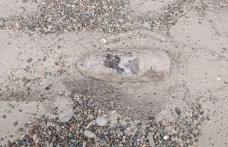Element de muniție în perfectă stare de funcționare descoperit într-o pădure din Horlăceni