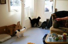 Doi medici veterinari au deschis prima cafenea a pisicilor din Botoşani „La mâțe”