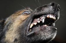 Dorohoi (Dealu Mare): Animal prins după ce a sfârtecat zeci de oi 