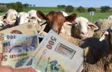 APIA începe procesul de acordare a subvențiilor pentru crescătorii de ovine și caprine